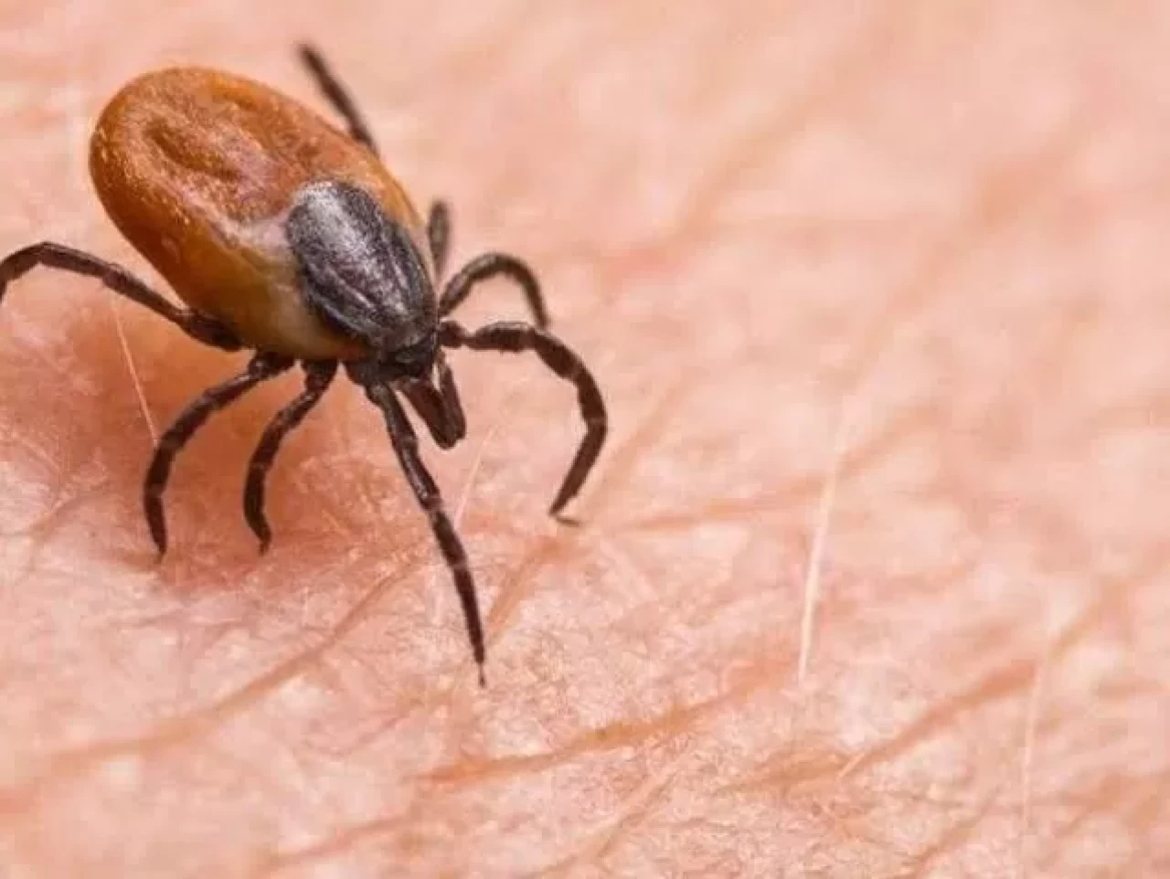 Türkiye’de 800'den fazla kene türü var, KKKA riski artıyor