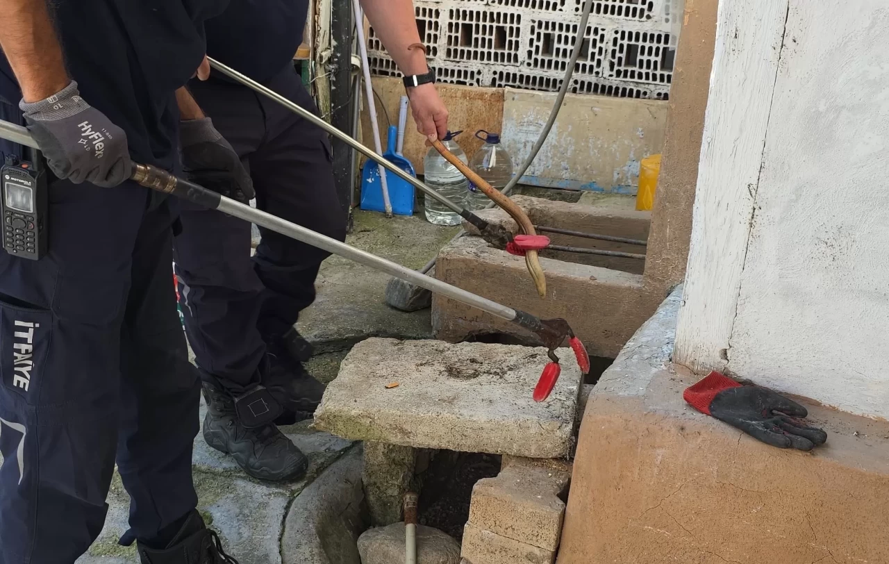 Bursa'da bir evin bahçesinde yakalanan oluklu kertenkele doğaya salındı