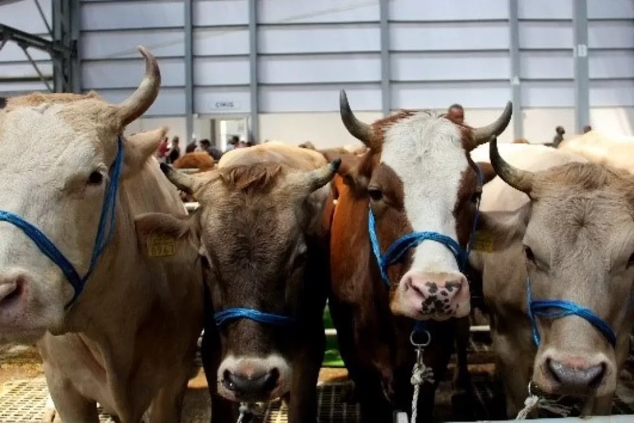 Veteriner hekimlerden Kurban Bayramı öncesi açıklama