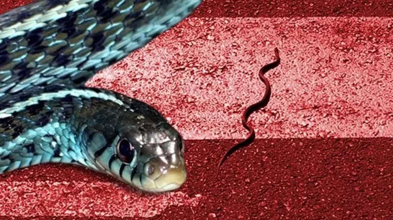 İstanbul'un üç ilçesi için uyarı: Boyu 2,5 metreyi buluyor, öldürmeyin