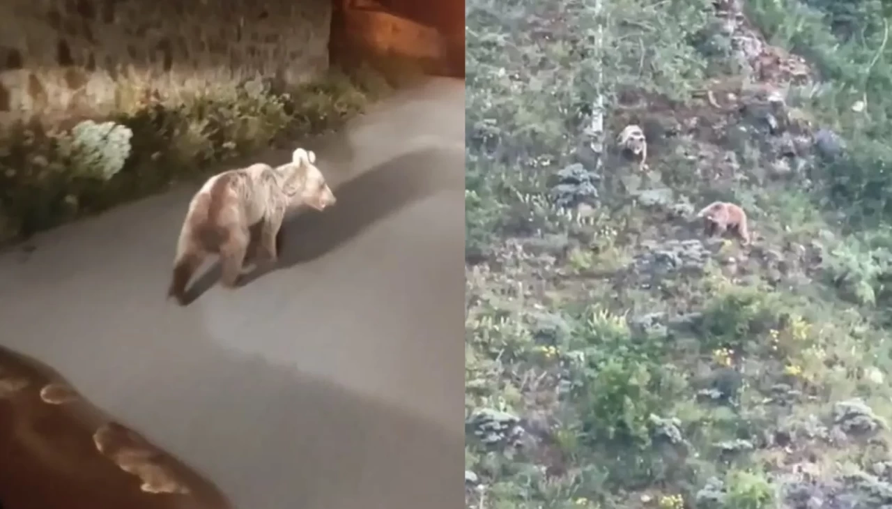 Gümüşhane’de belgesel gibi görüntüler