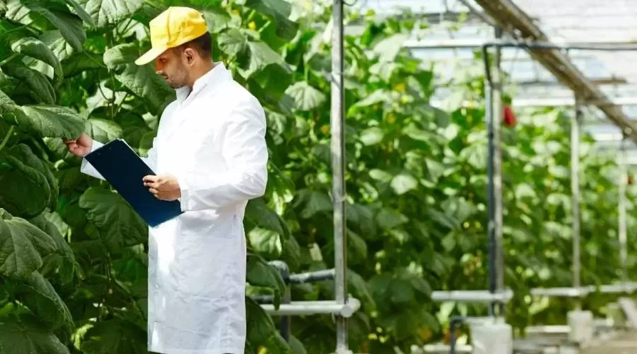 Ziraat Mühendisi Nasıl Olunur? Ziraat Mühendisi Olma Şartları Nelerdir?