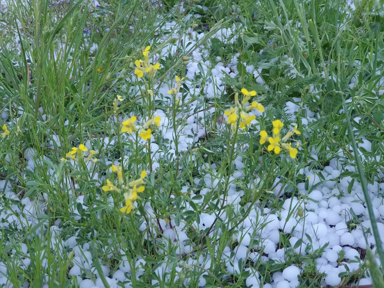 Erzurum ve Ardahan'da dolu ve sağanak etkili oldu
