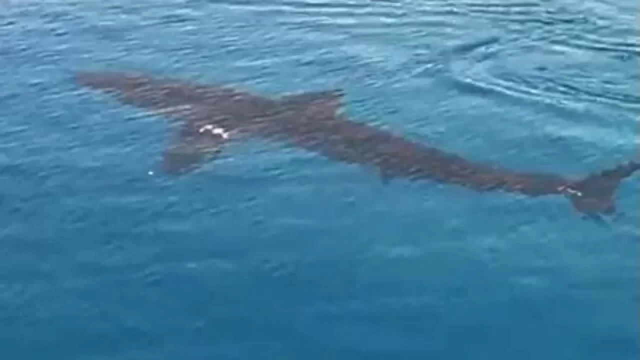 Muğla Gökova körfezi'nde 3-4 metrelik köpekbalığı görüldü!