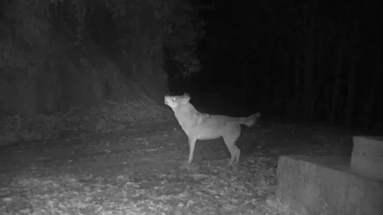 Küre Dağları'ndaki kurtların doğal yaşamı fotokapanla belgelendi