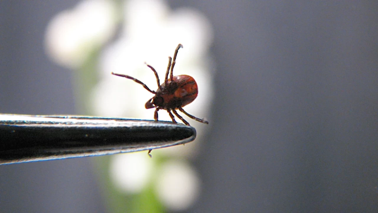 Uzmanlar açıkladı: Keneye nasıl müdahale etmeliyiz?