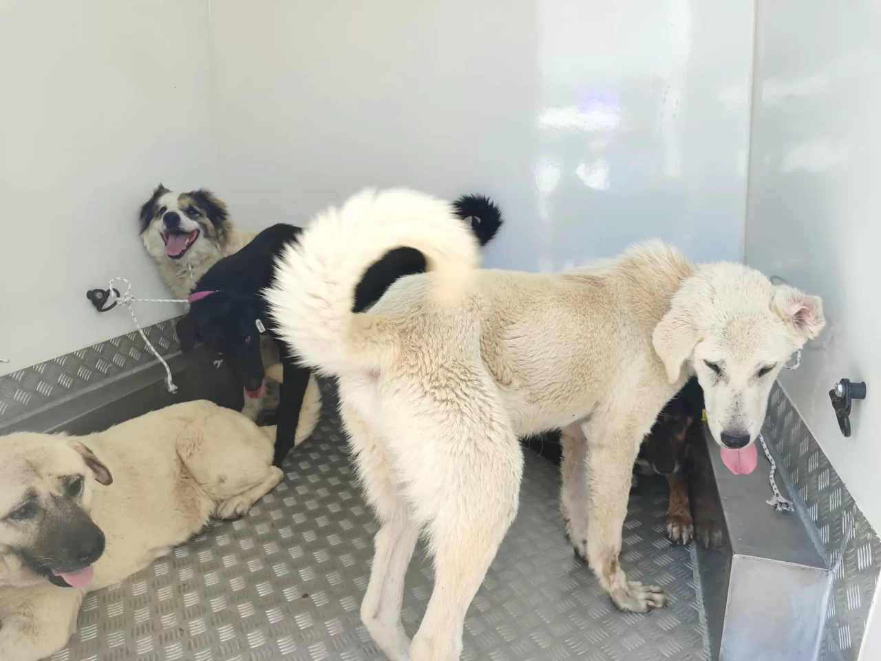 Samsun'da sahipsiz 37 köpek ekipler tarafından toplandı