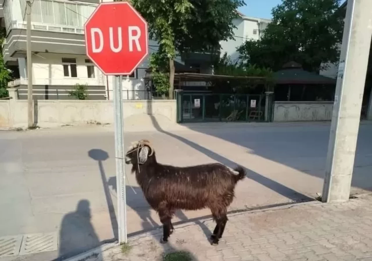 Konya'da firari keçiler ekipler tarafından bulundu