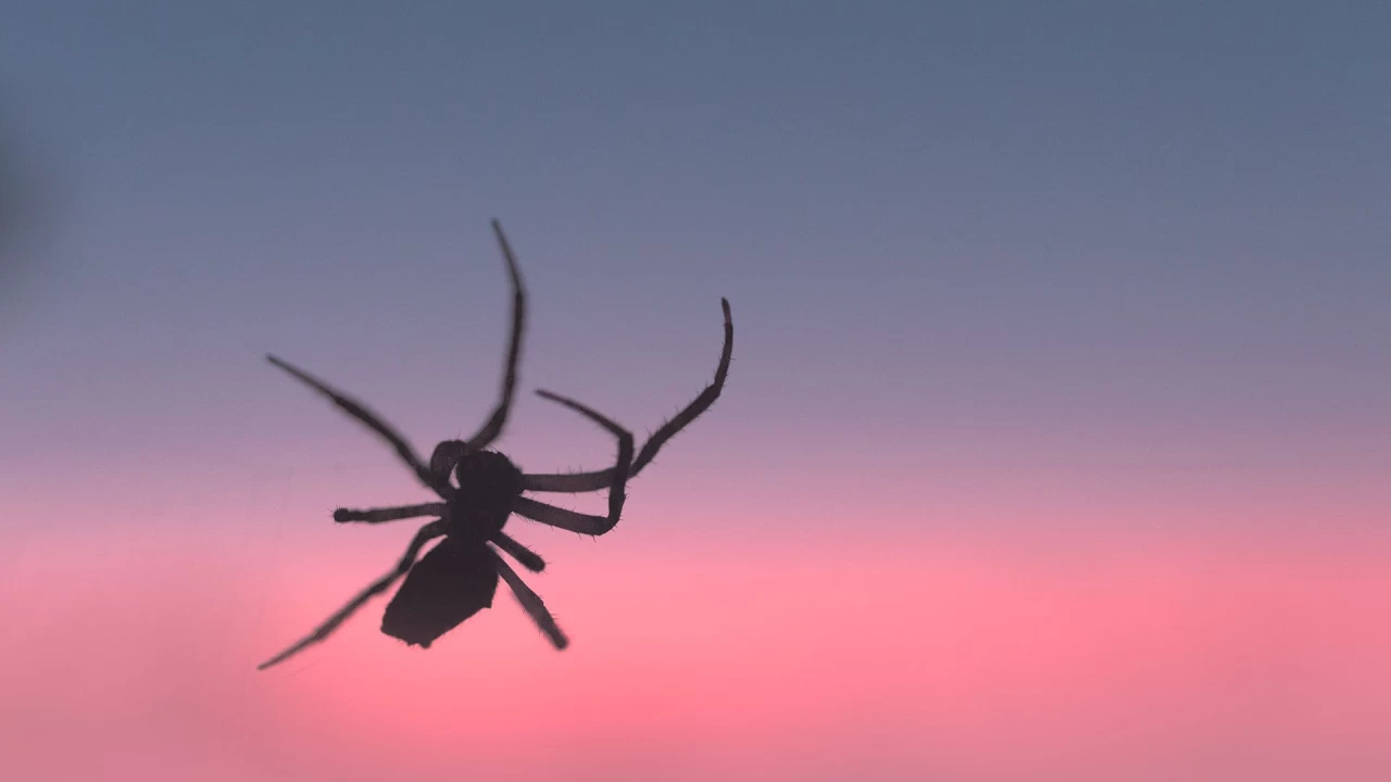 Rüyada Örümcek Görmek Ne Anlama Gelir?