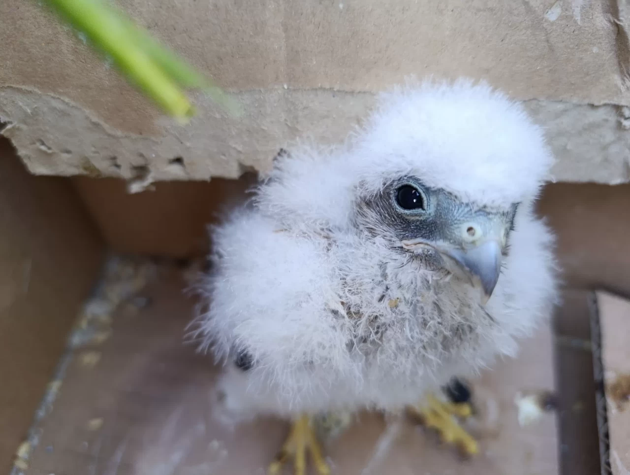 Sivas'ta bulunan yavru kızıl şahin koruma altına alındı