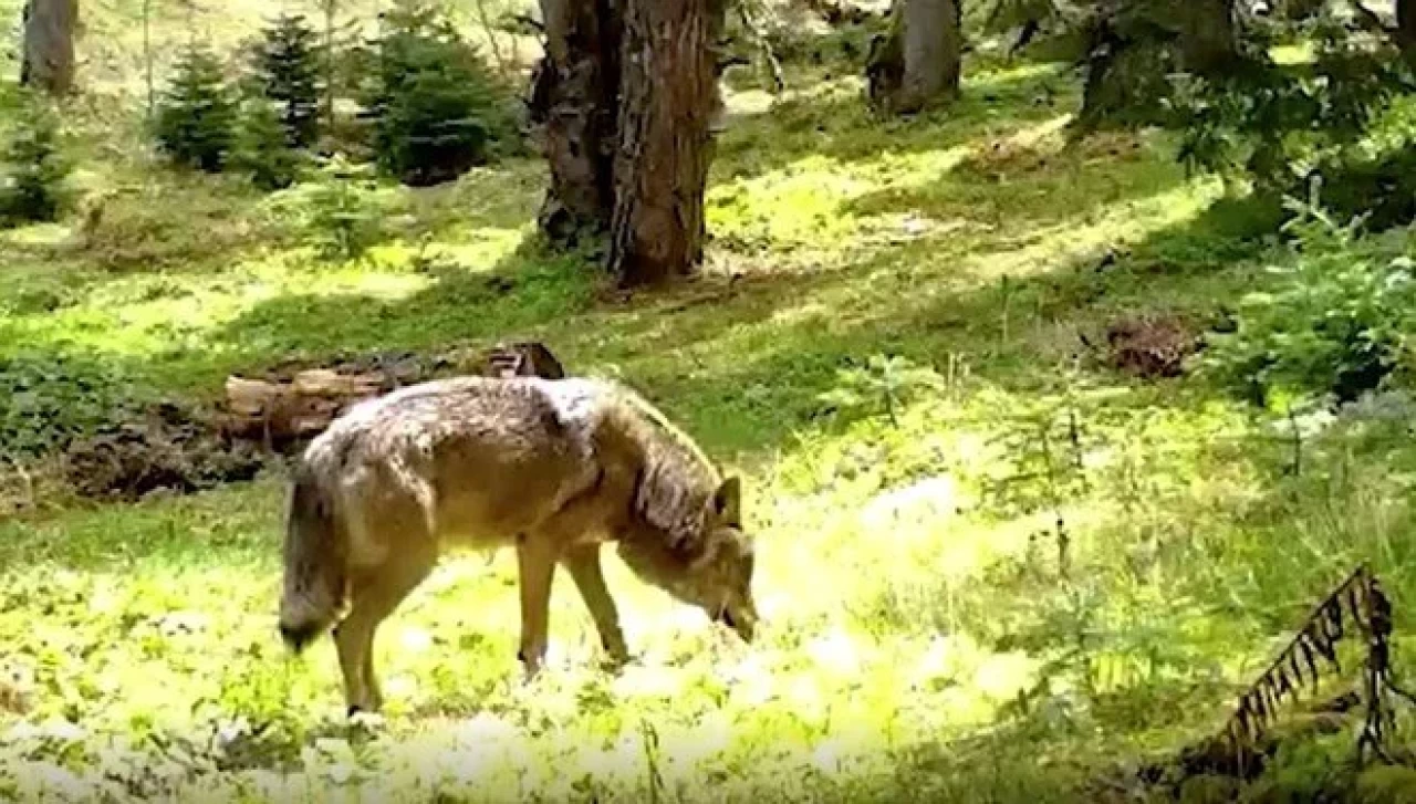 Nesli tehlike altındaki bozkurt ormanda görüntülendi