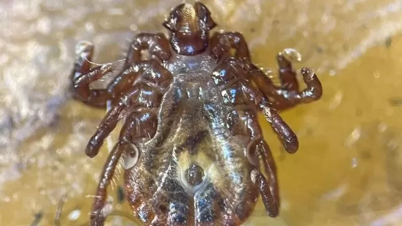 Türkiye'de ilk kez görülen istilacı kene türü resmen tespit edildi