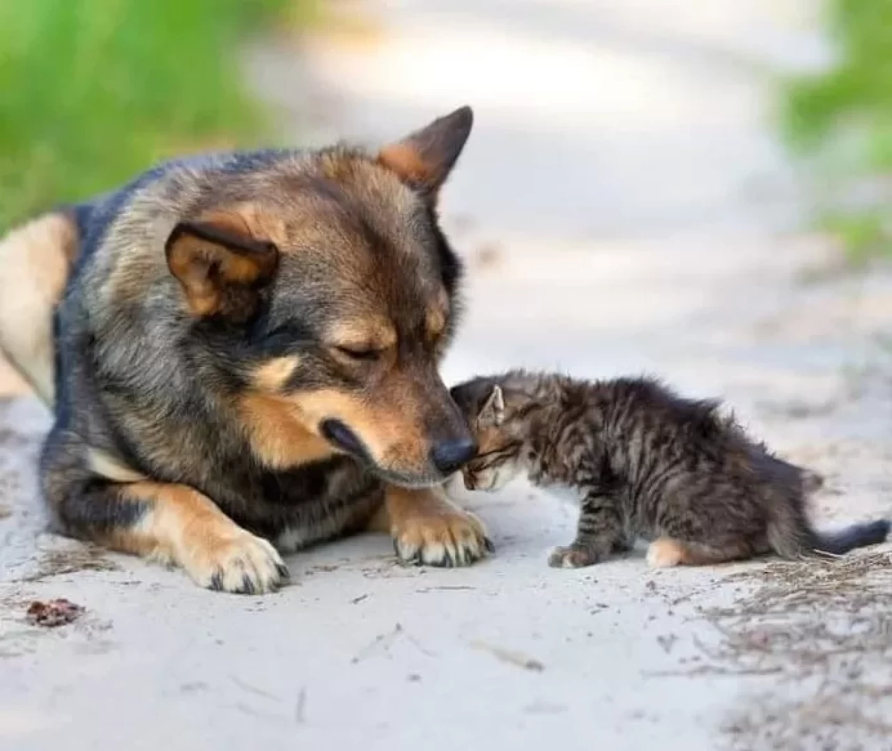 5 'Pati' derneği sokak hayvanları için toplanan bağışları zimmete geçirdi