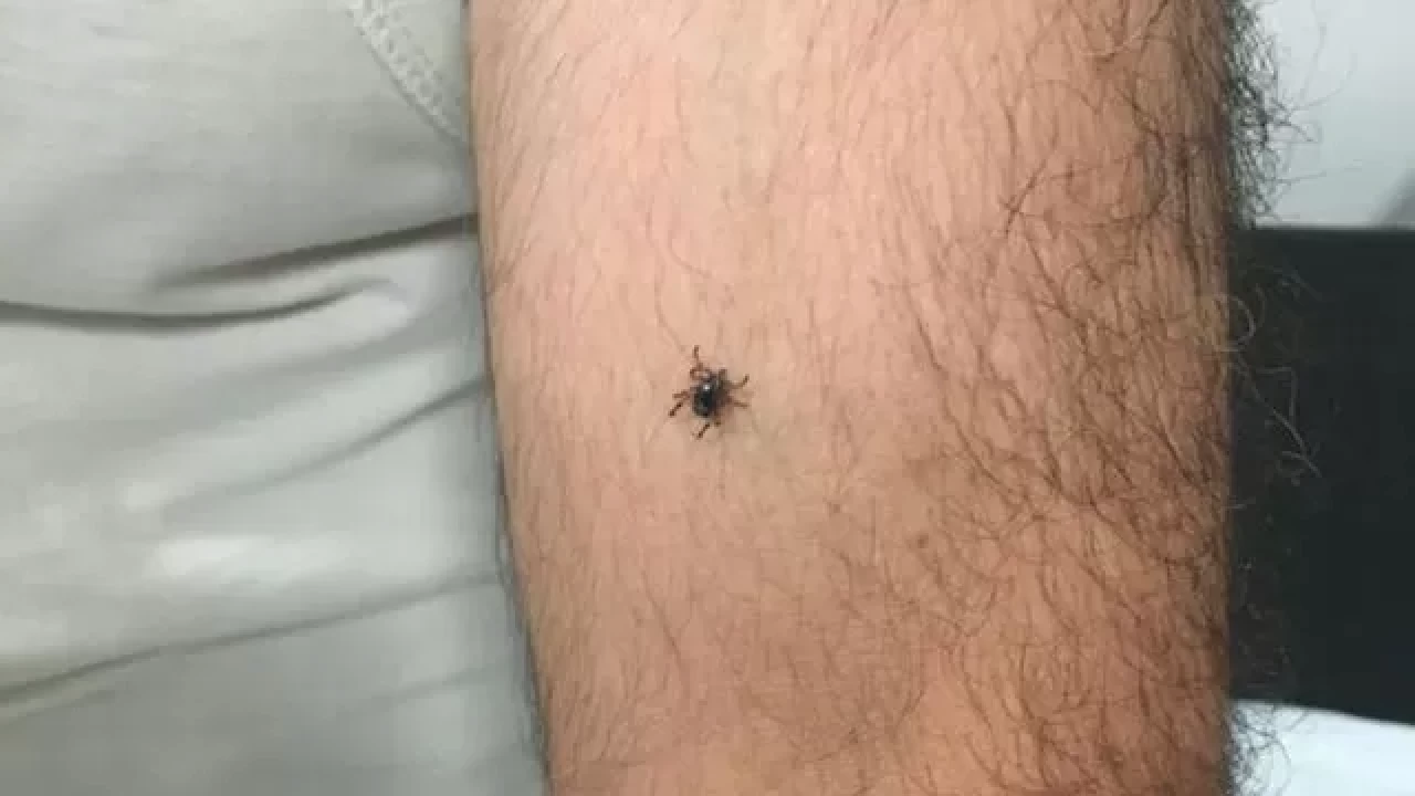 Kayseri Bünyan’da kene alarmı: KKKA şüphesiyle gözetim altına alındı