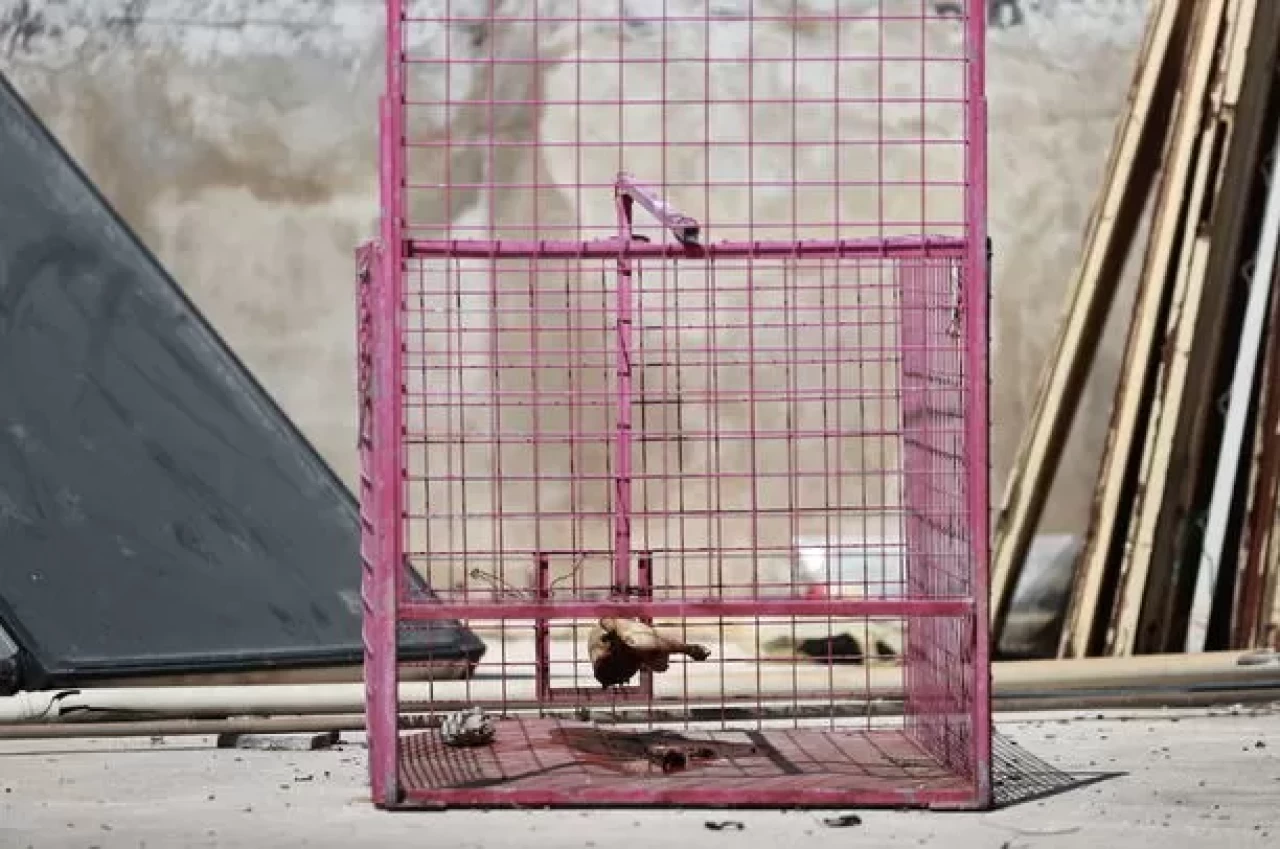 Mersin Tarsus’ta maymun evlere girip yiyecekleri karıştırıyor