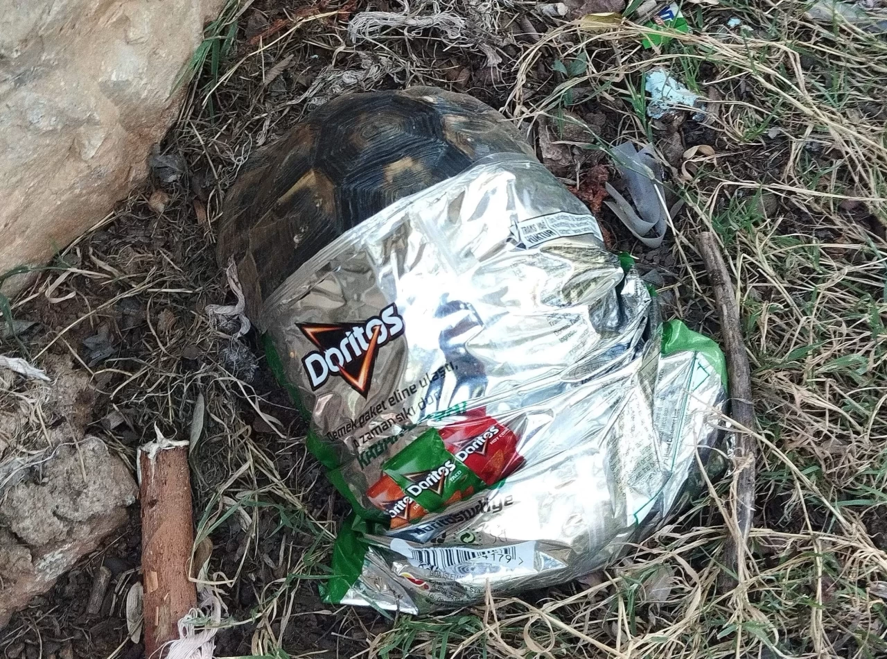 Marmaris’te cips poşetine sıkışan kaplumbağayı temizlik işçileri kurtardı