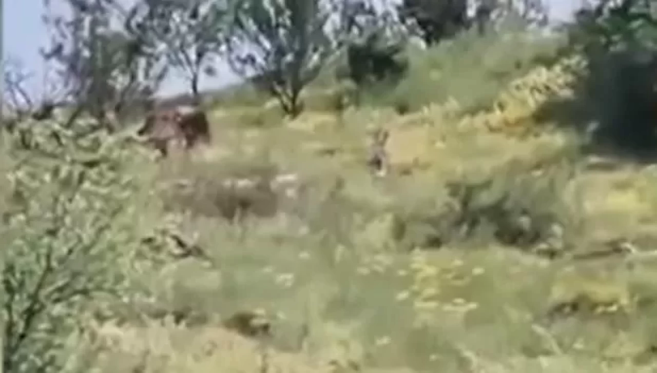 Et kokusunu aldı, şehir merkezine kadar geldi! Gümüşhane’de kurt paniği