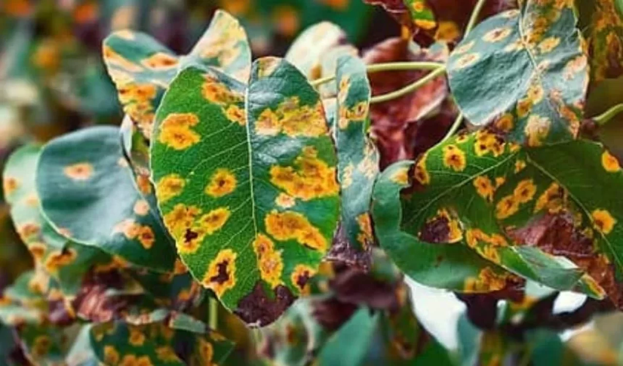 Bahçenizdeki zararlılarla doğal yöntemlerle mücadele edin! İşte bilmeniz gerekenler