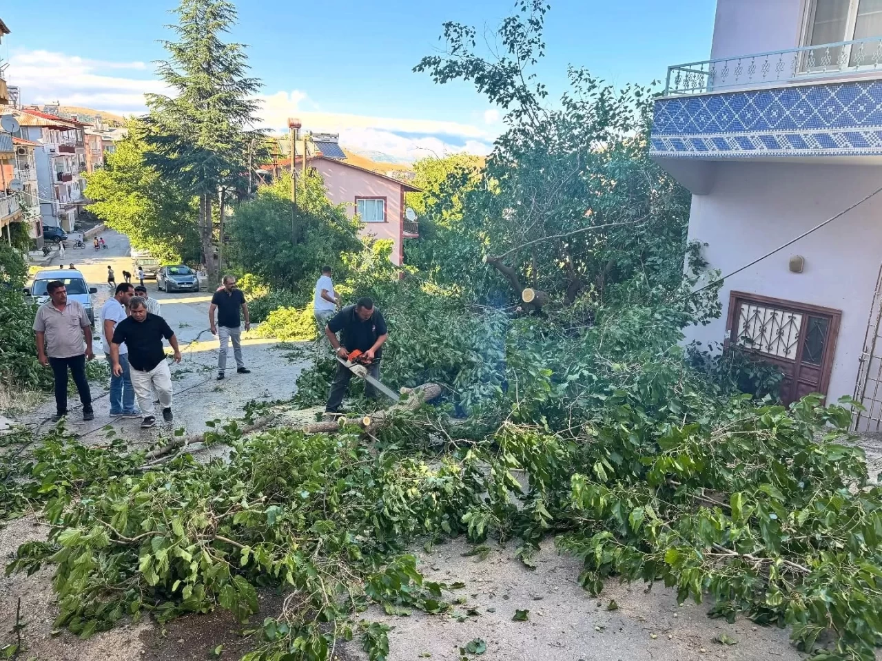 Arapgir’de fırtına ağaçları devirdi