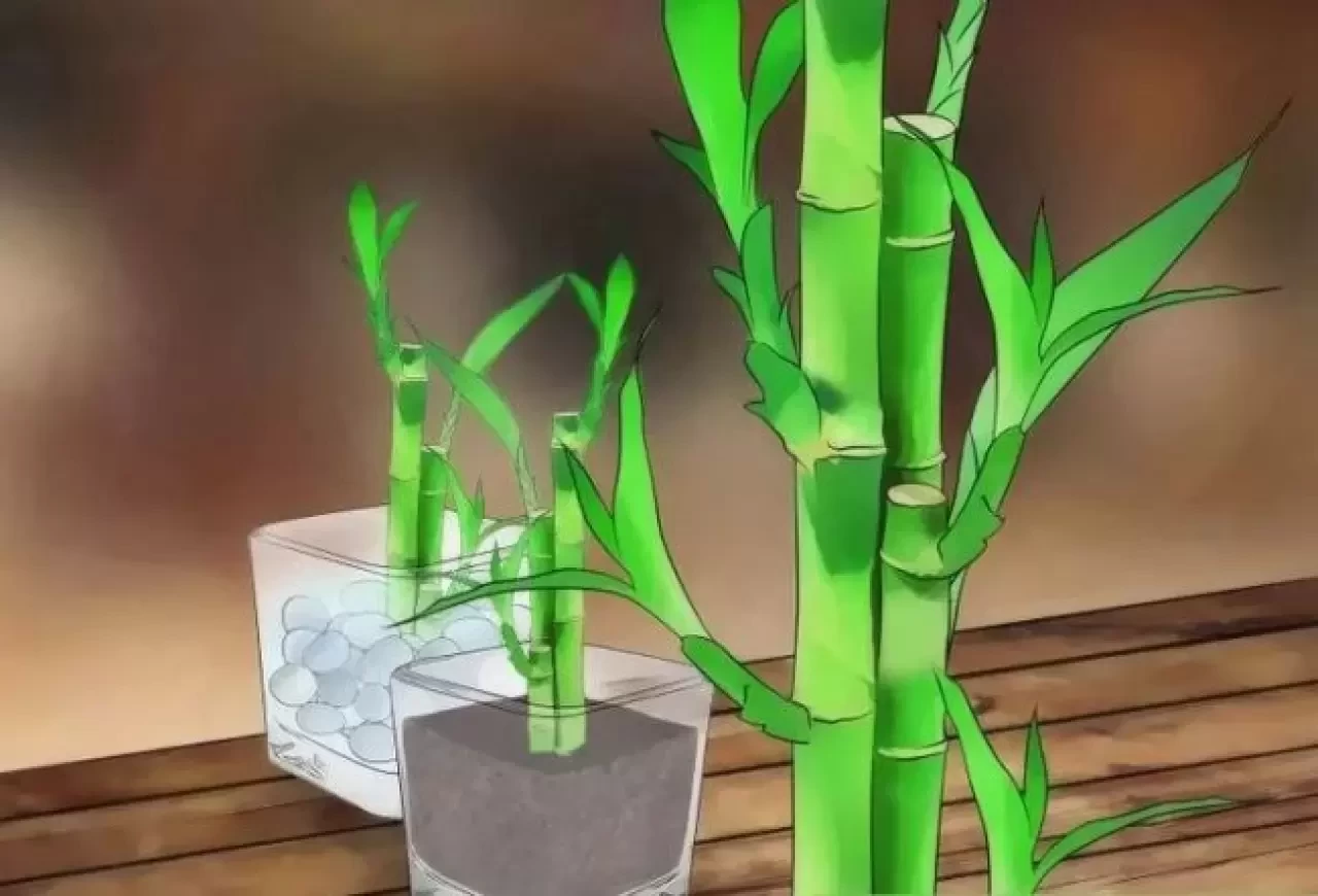 Şans Bambusu Nasıl Bakılır? Evde Püf Teknikleriyle Şans Bambusu Bakımı ve Sulama