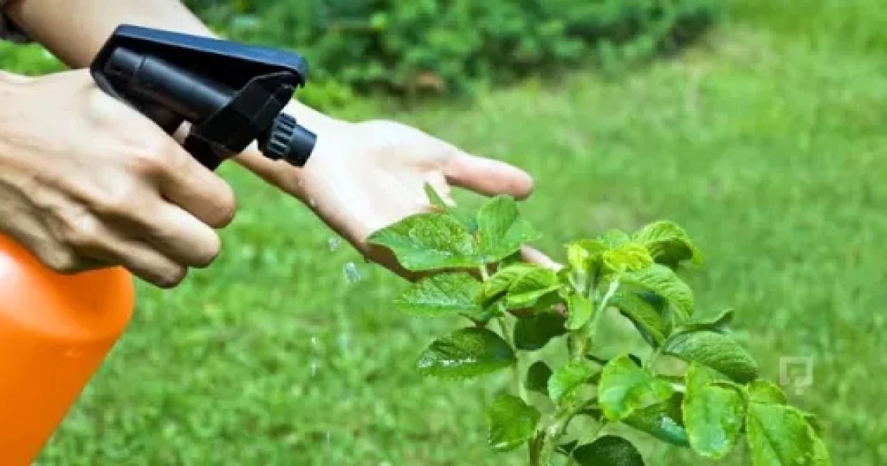 Bitki Koruma Bölümü Nedir, Mezunları Ne İş Yapar ve Nerelerde Çalışır?