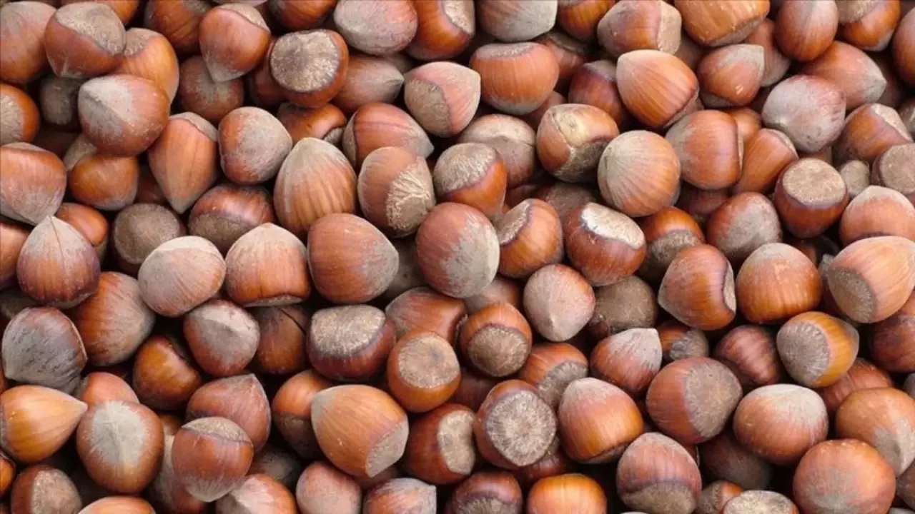 Fındık ihracatında rekor: 2025'te 1,4 milyarlık gelir