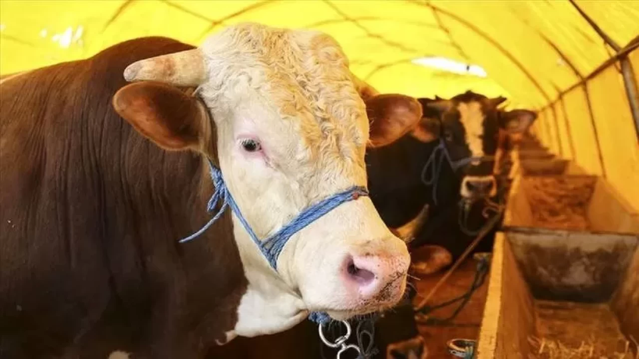 Kurban pazarlarında hareketlilik! Fiyatlar dudak uçuklatıyor