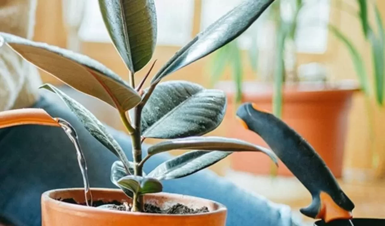 Bahçe ve saksı bitkileri için en uygun sulama saatleri