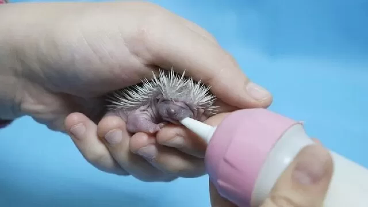 Yalova’da annesiz bulunan üç yavru kirpi koruma altına alındı