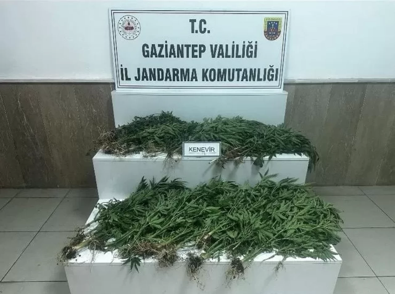 Gaziantep'te 403 kök kenevir ele geçirildi: 14 gözaltı