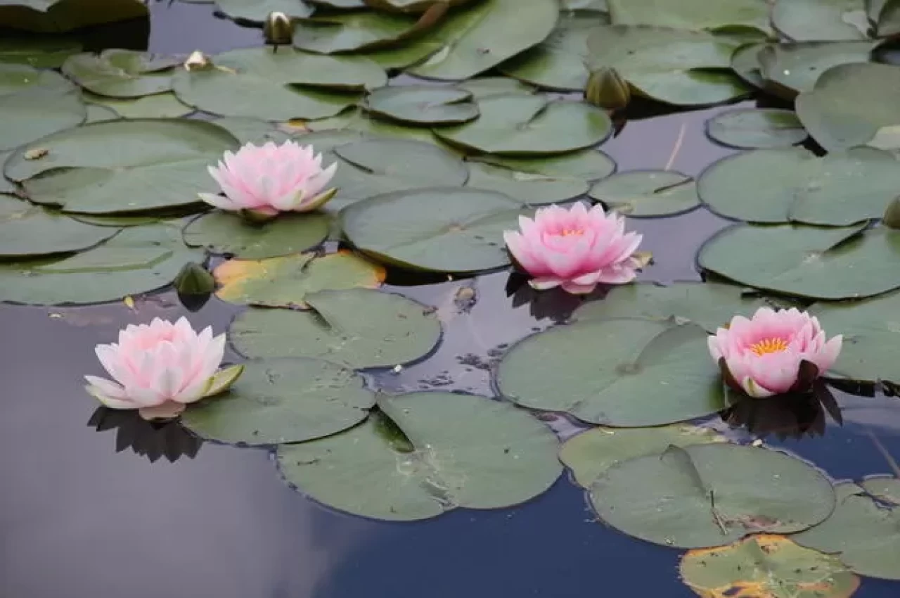 Bolu Gölcük Tabiat Parkı’nda nilüferler açtı, zarar verene ağır ceza var