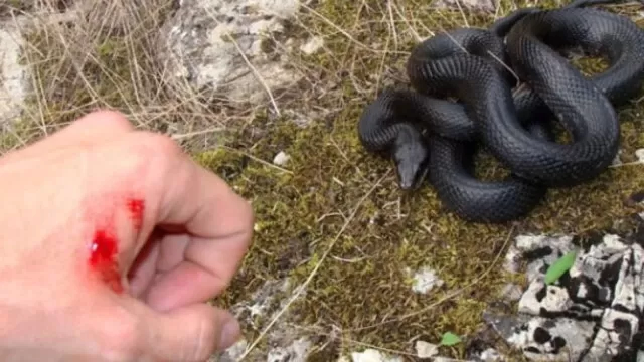 Şırnak’ta kırsalda ot biçen adamı yılan soktu, kurtarılamadı