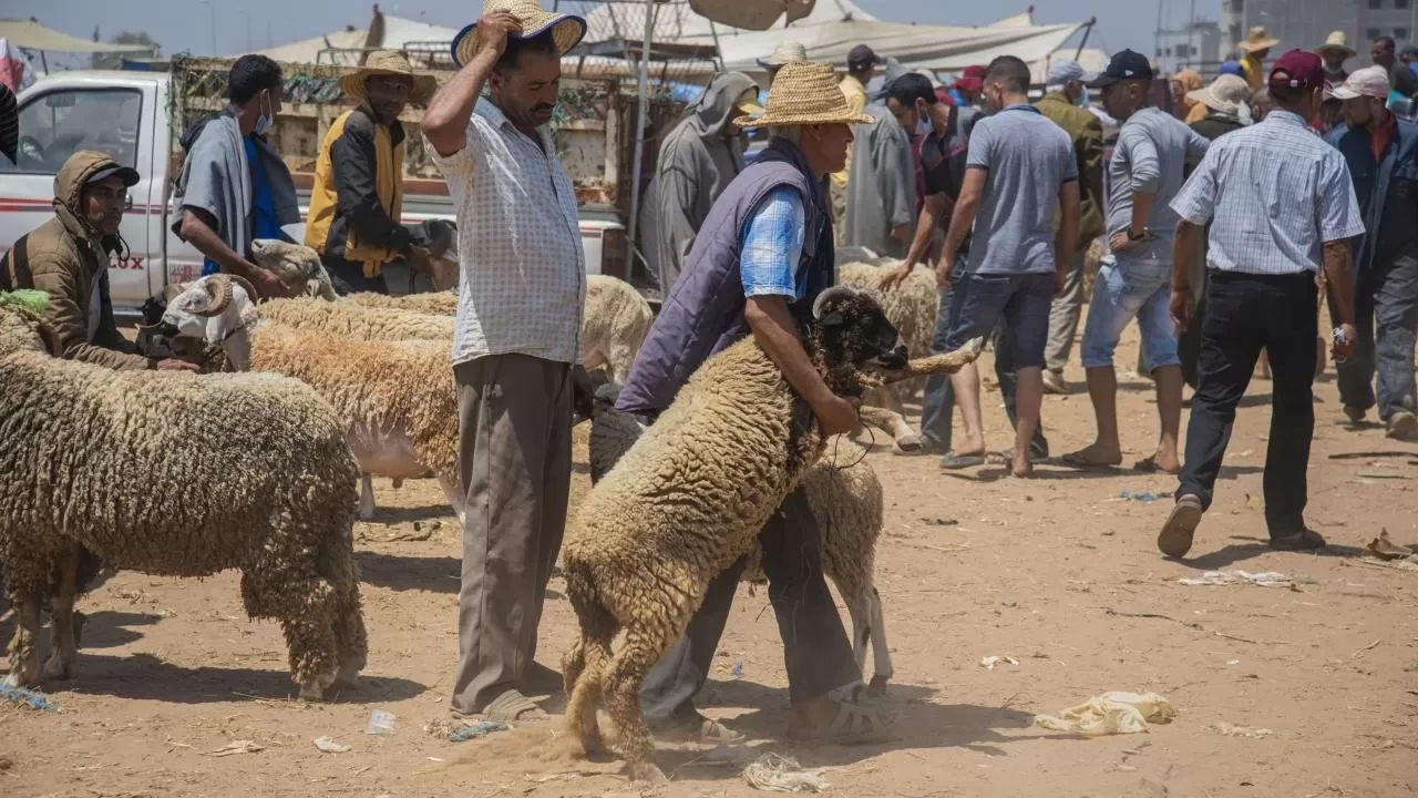 Tarihe geçen bayram: Fas’ta kurban kesilmeden kutlandı