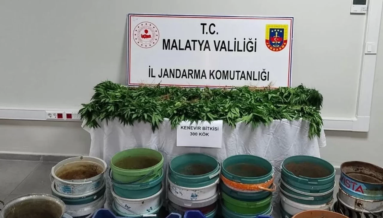 Malatya’da jandarmadan uyuşturucu operasyonu: Onlarca kök kenevir ve silah ele geçirildi