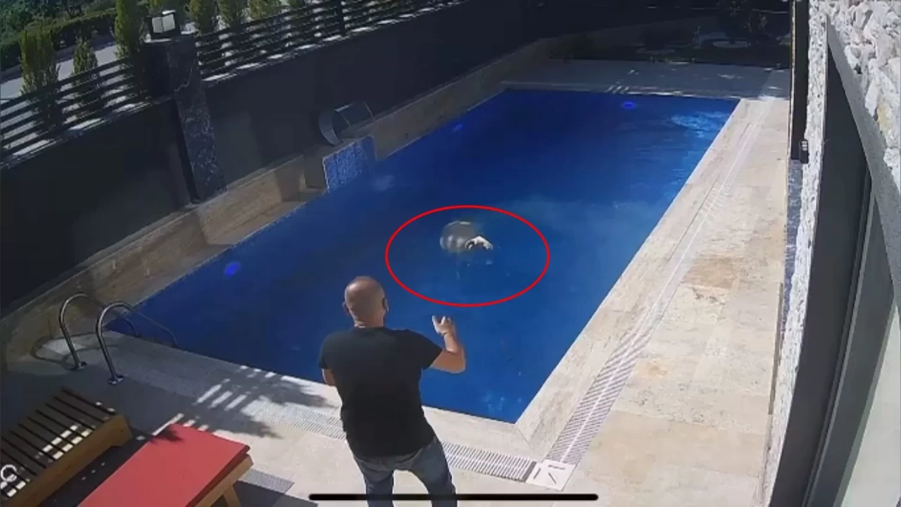 Sahibinden kaçan koç, bir villanın bahçesindeki havuza girdi