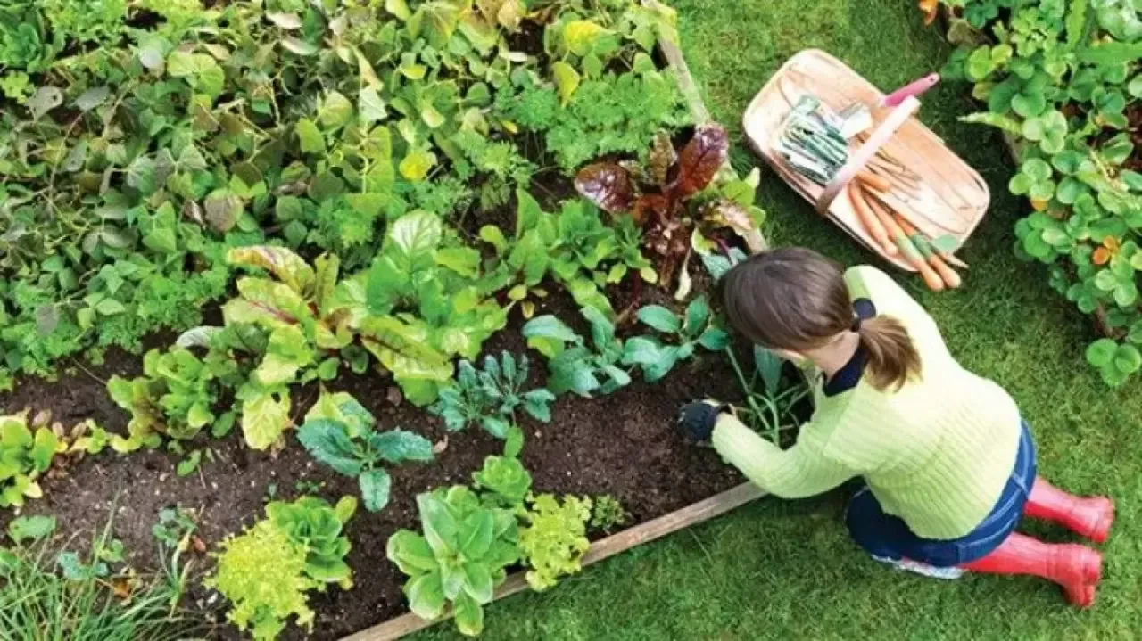Bahçe Bitkileri Bölümü Nedir? Mezunları Ne İş Yapar? Nerelerde Çalışır?