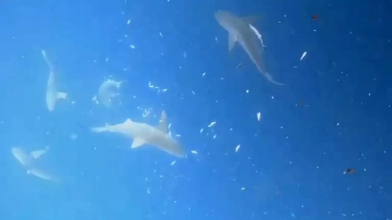 Marmara Denizi'nde köpek balığı popülasyonu azaldı