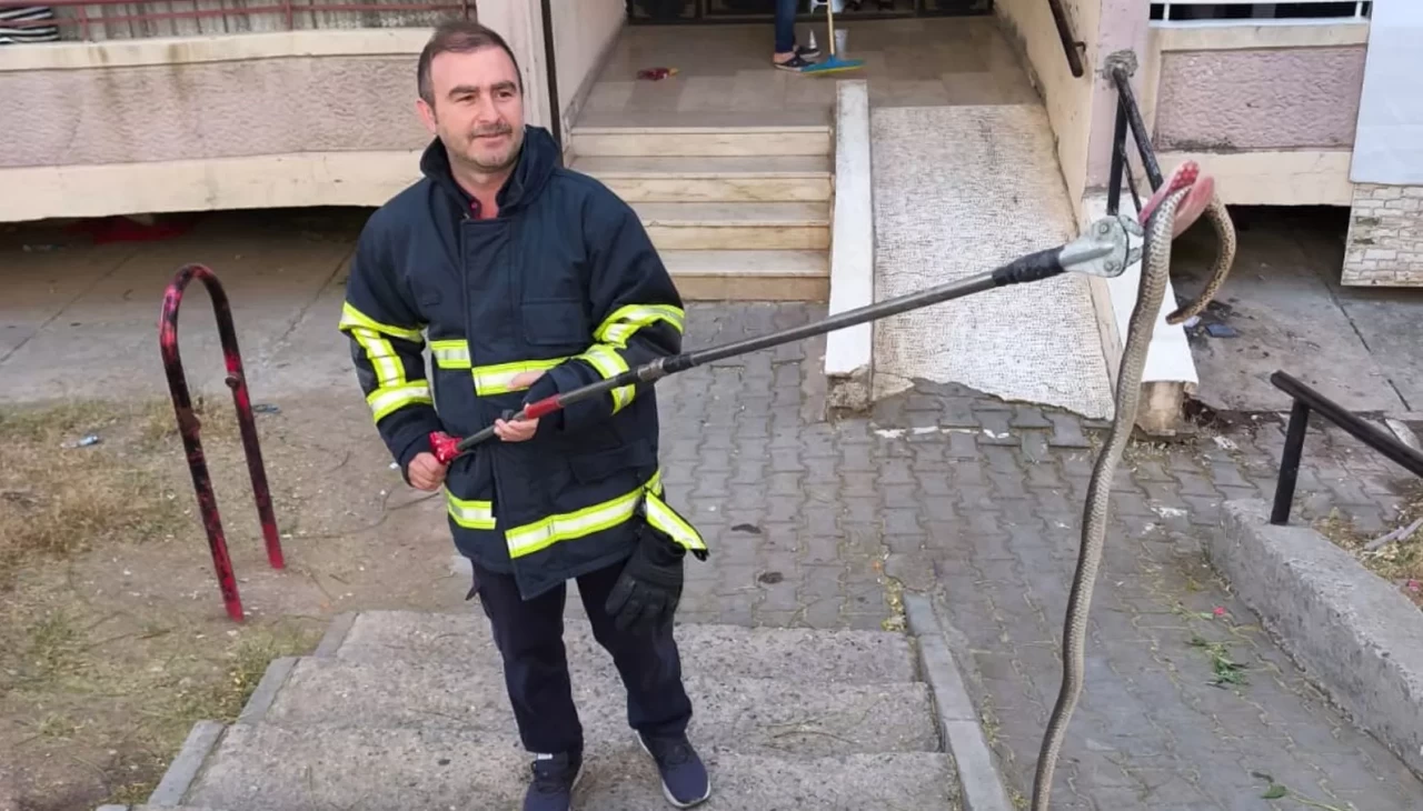 Batman'daki bir bina girişinde bulunan yılan site sakinlerini korkuttu