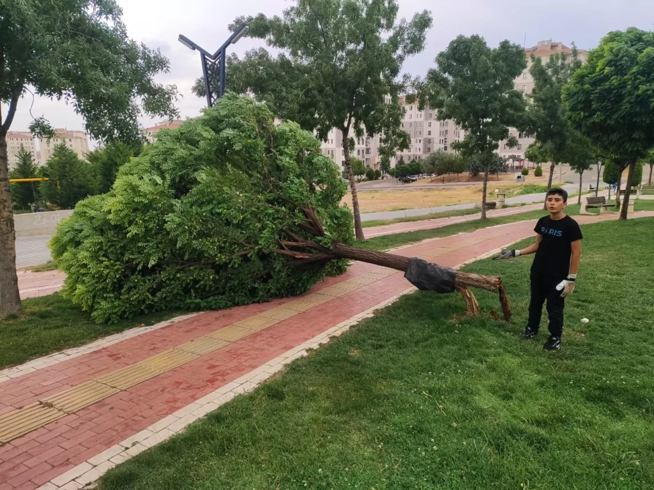 Batman'da rüzgar ağacı yerinden söktü
