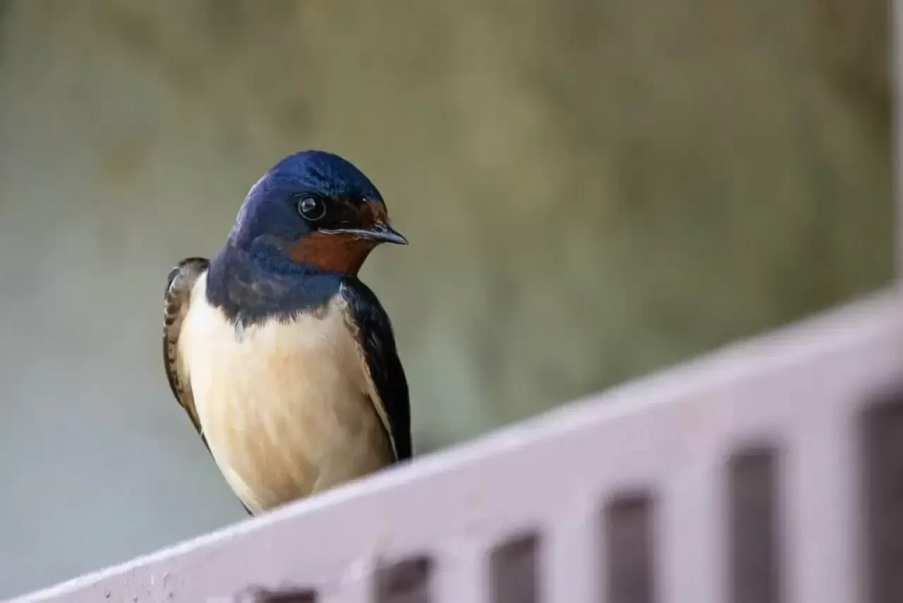 Kuşbilimci Nasıl Olunur? Kuşbilimci Olma Şartları Nelerdir?