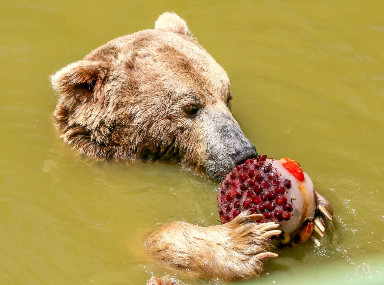 Gaziantep'te hayvanlar buzlu kokteyllerle sıcağa karşı korunuyor