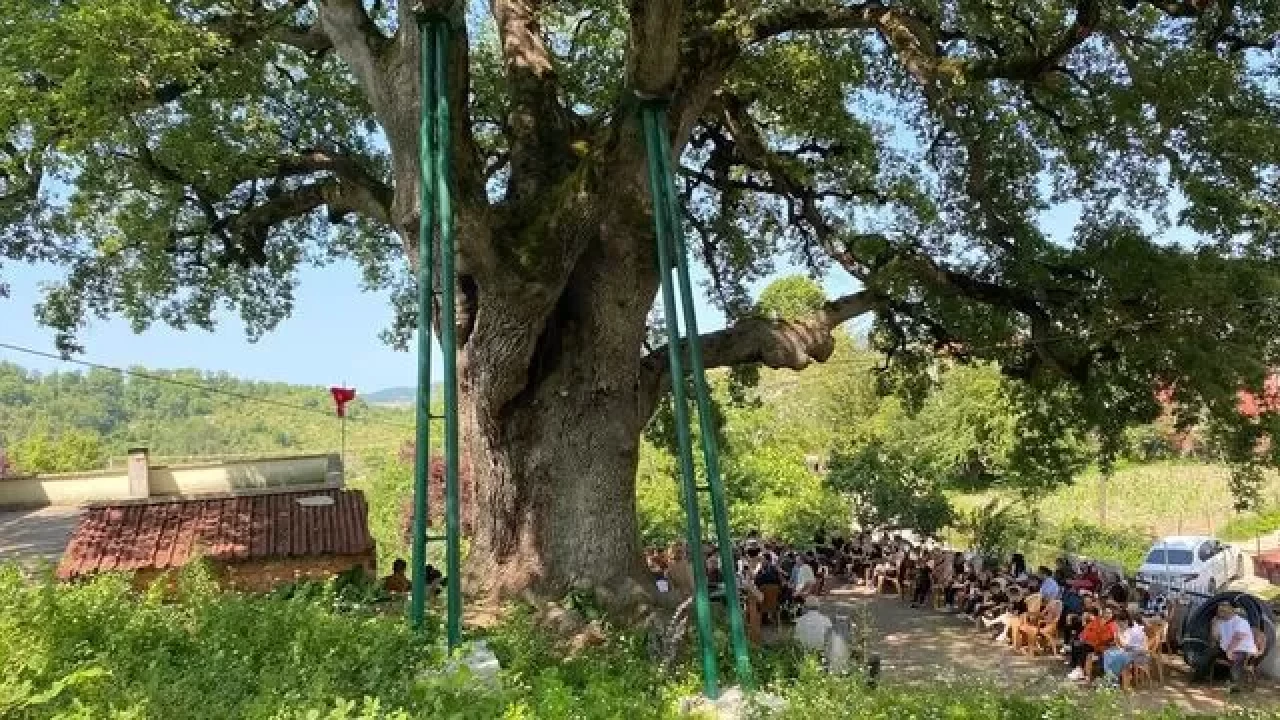 Sinop’un 677 yaşındaki meşesi hem tarih hem doğa ile buluşturuyor