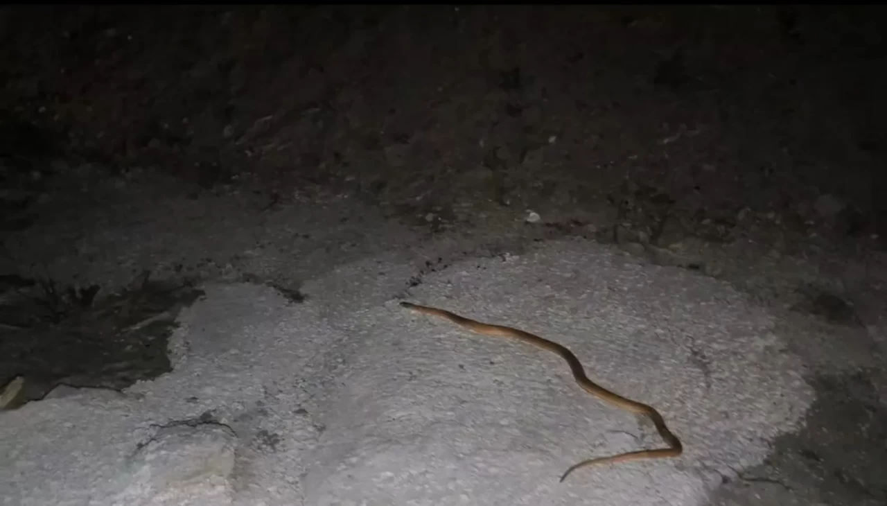 Van'da aracın motoruna giren yılanı DKMP ve itfaiye ekipleri çıkardı