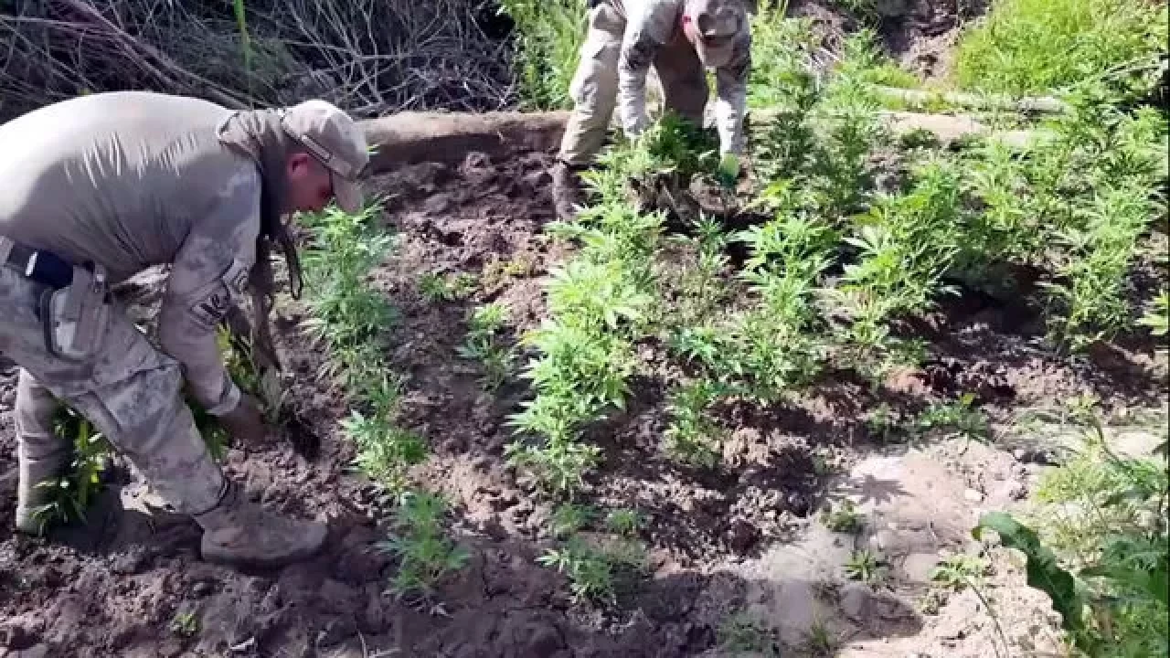Diyarbakır'da 12 milyon kök kenevirle dev uyuşturucu baskını yapıldı