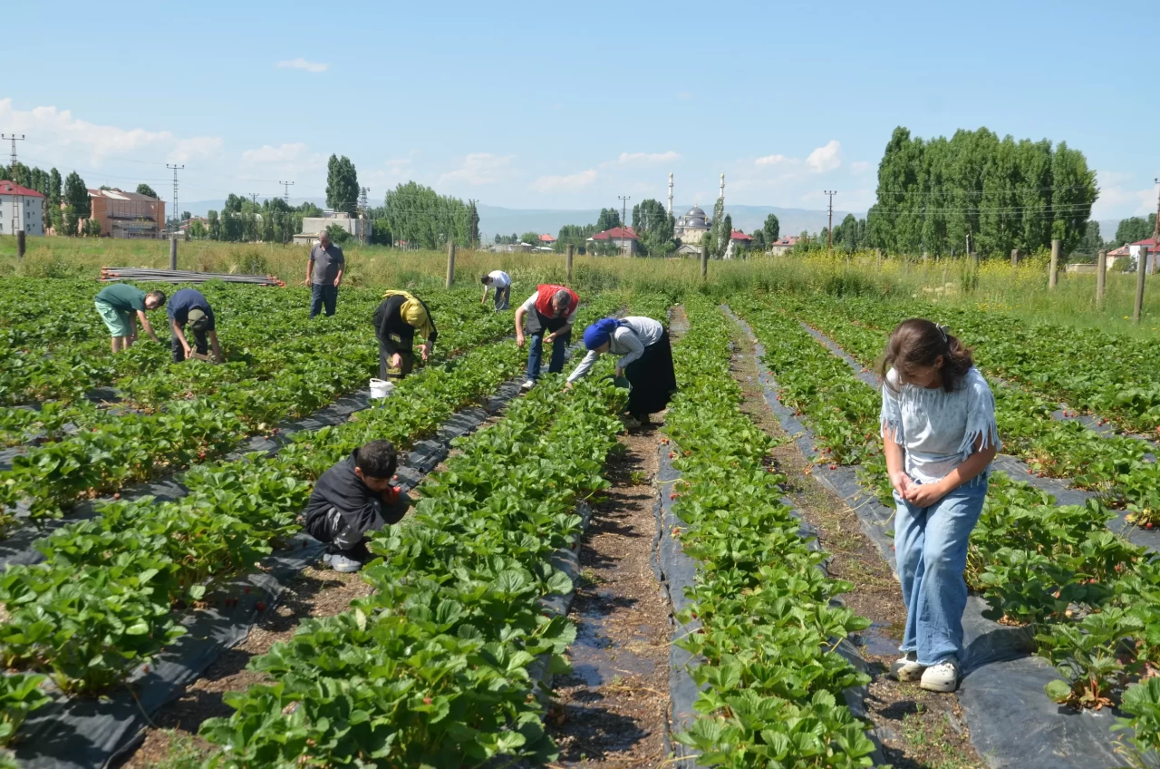 Muş'ta çilek hasadı başladı