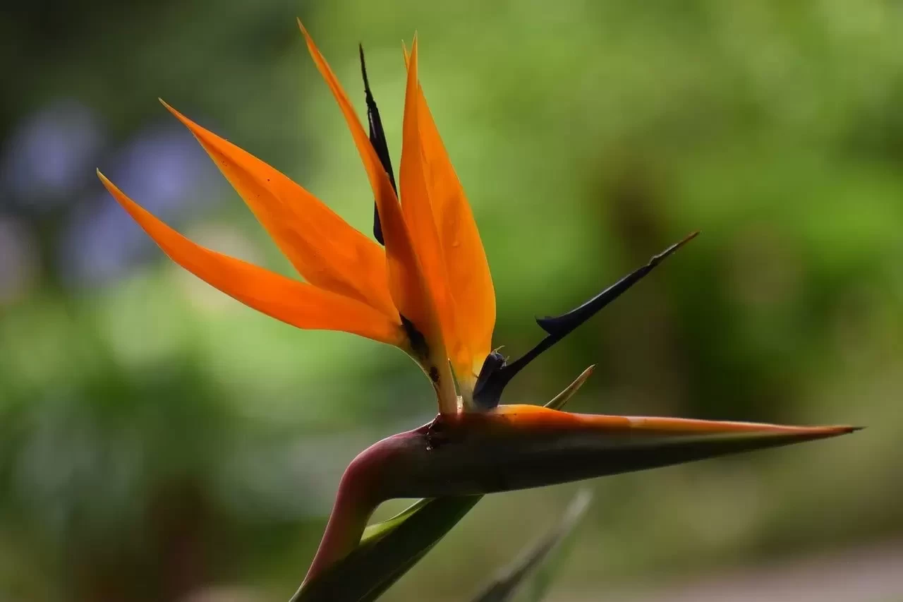 Starliçe Çiçeği Nasıl Bakılır? Evde Püf Teknikleriyle Starliçe Çiçeği Bakımı ve Sulama