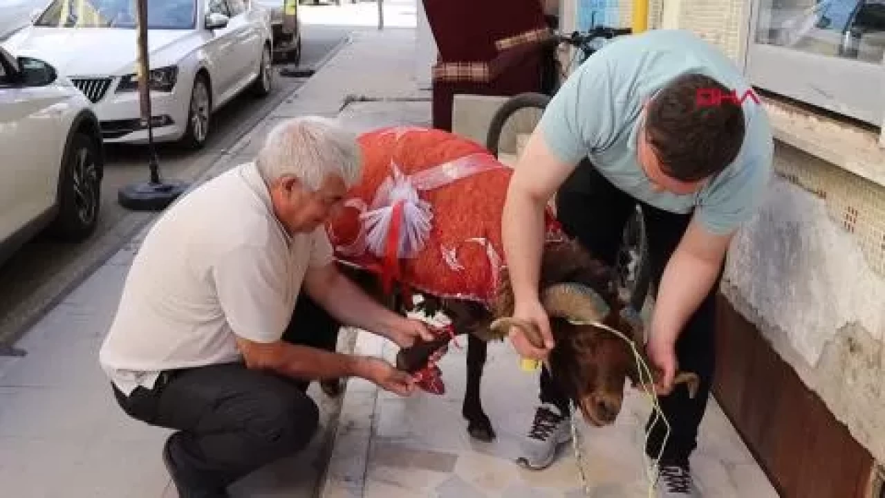 Erzurumlu damattan nişanlısına kurbanlık koç hediyesi