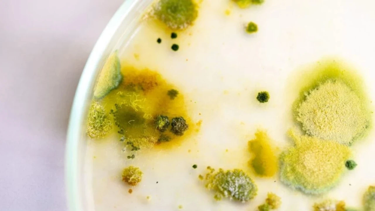 Küflenmiş yoğurt maskesinin faydalarına inanamayacaksınız!