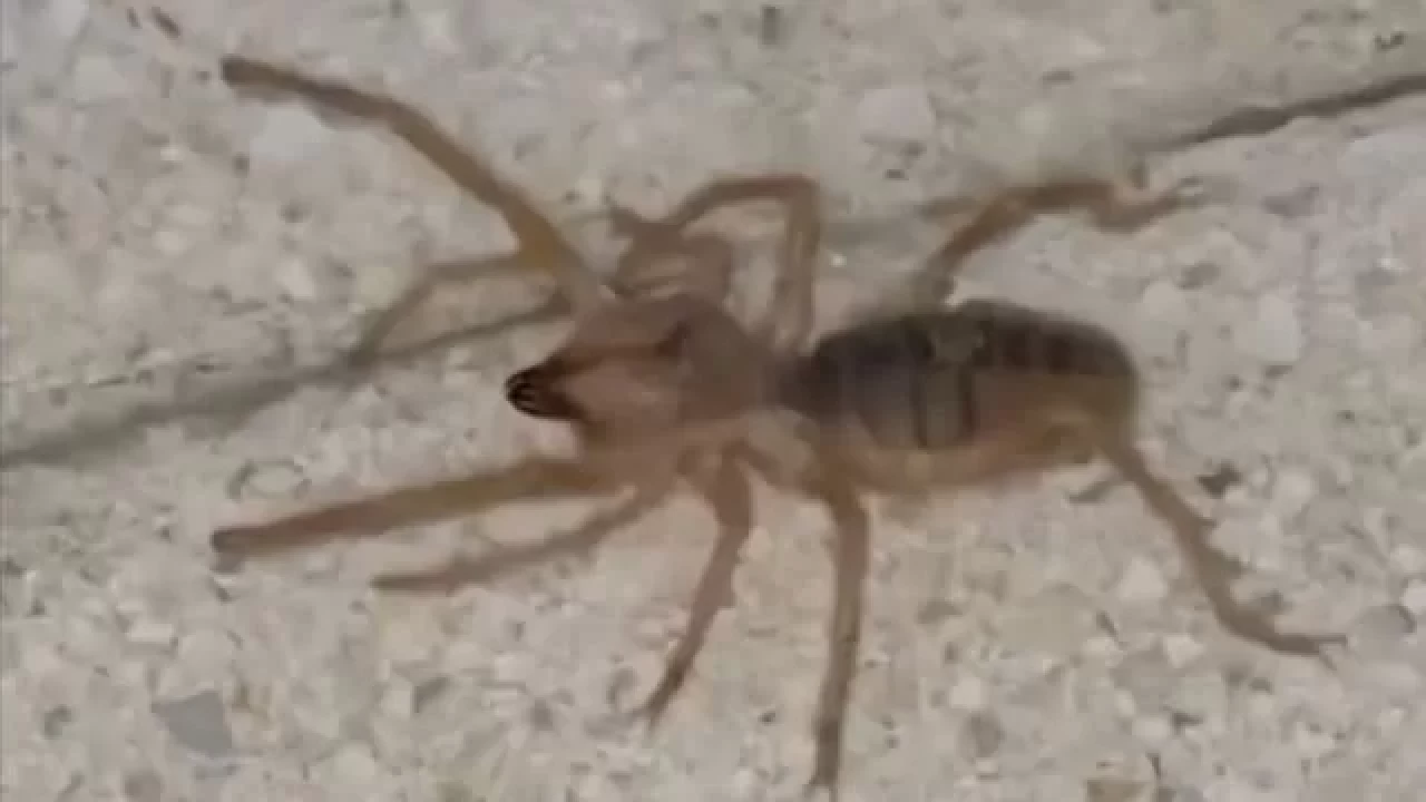 Elazığ’da zehirli etçil örümcek ortaya çıktı! Vatandaşlar korku yaşadı