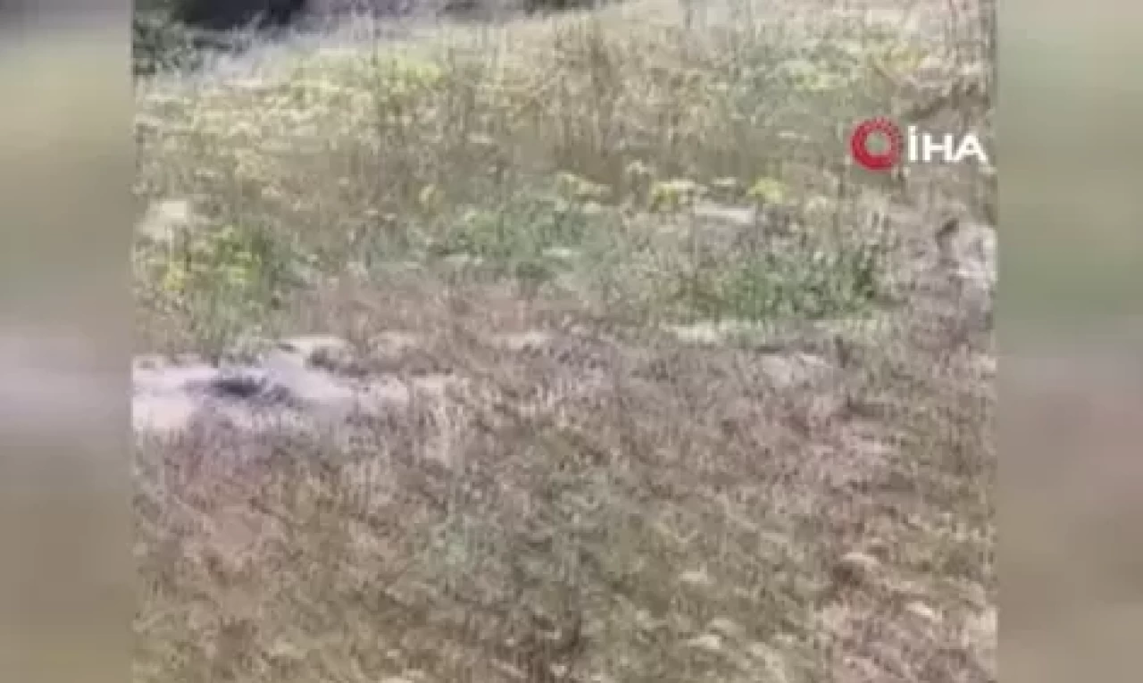 Yılanların dansını çekmek istedi! Az daha canından oluyordu